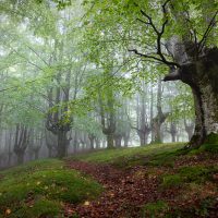 forest-in-northern-spain-spain_l