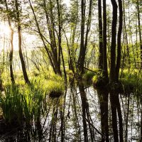puszczakampinoskawoda